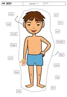 Vorschau - Arbeitsblätter - Englisch-Paket "my body" - Lernwörter, Maldiktat, versch. Rätsel (4-fach differenziert), Plural - Seite 3