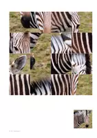 Vorschau - Spiele - Tierpuzzle - Seite 3