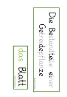 Vorschau - Präsentationen/Tafelbilder - Tafelmaterial Bestandteile Getreidepflanze - Seite 2