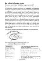 Vorschau - Arbeitsblätter - Das Auge von außen - leicht - Seite 1