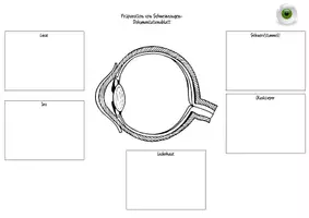 Vorschau - Arbeitsblätter - Material zum Sezieren von Schweineaugen. Anleitung, Aufträge, Präparationsbogen und Protokollvorlage! - Seite 2