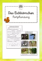Vorschau - Arbeitsblätter - Das Eichhörnchen: Fortpflanzung (Lesekartei, Lückentext, Sachtext) - Deckblatt