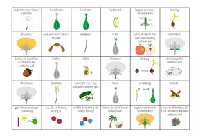 Vorschau - Spiele - Aufbau der Blüte & Fortpflanzung in Pflanzen - Bingo - Seite 1