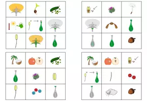Vorschau - Spiele - Aufbau der Blüte & Fortpflanzung in Pflanzen - Bingo - Seite 2