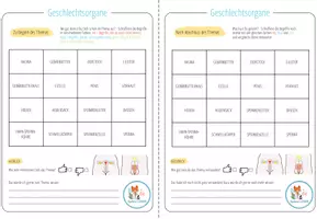Vorschau - Arbeitsblätter - Geschlechtsorgane - Lernwand - Seite 2