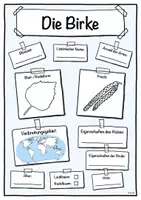 Vorschau - Stundenentwürfe - Steckbrief Birke (Baum/Bäume) - Deckblatt