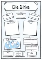 Vorschau - Stundenentwürfe - Steckbrief Birke (Baum/Bäume) - Seite 1