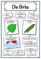 Vorschau - Stundenentwürfe - Steckbrief Birke (Baum/Bäume) - Seite 3