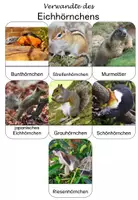Vorschau - Bildkarten - Das Eichhörnchen: Verwandte (Bild-Wort-Karten)- kostenlos - Seite 1