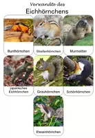 Vorschau - Bildkarten - Das Eichhörnchen: Verwandte (Bild-Wort-Karten)- kostenlos - Seite 2