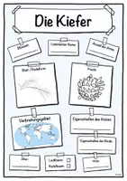 Vorschau - Unterrichtsreihen - Steckbrief Kiefer (Baum/Bäume) - Deckblatt