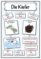 Vorschau - Unterrichtsreihen - Steckbrief Kiefer (Baum/Bäume) - Seite 3