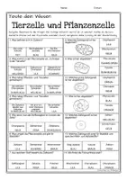 Vorschau - Arbeitsblätter - Tier- und Pflanzenzelle - Quiz mit Ausmalbild / Mandala - Seite 2