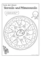 Vorschau - Arbeitsblätter - Tier- und Pflanzenzelle - Quiz mit Ausmalbild / Mandala - Seite 3