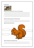 Vorschau - Stundenentwürfe - Alles rund ums Eichhörnchen - Aufgaben und Lösungen - Seite 1