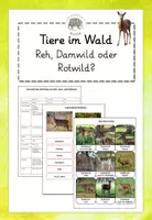 Vorschau - Arbeitsblätter - Tiere im Wald: Reh, Damhirsch oder Rothirsch? - Deckblatt