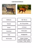 Vorschau - Arbeitsblätter - Tiere im Wald: Reh, Damhirsch oder Rothirsch? - Seite 3
