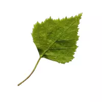 Vorschau - selbst erstellte Cliparts/Grafiken - WALD // Clipart-Pack: Echte Blätter - Seite 1