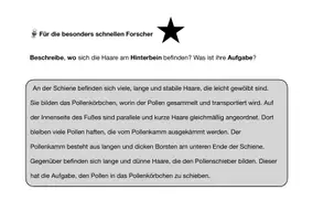 Vorschau - Stundenentwürfe - Anpassung der Biene an ihren Lebensraum - Seite 1