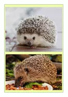 Vorschau - Poster - Tafelmaterial- Igel - Seite 1