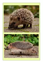 Vorschau - Poster - Tafelmaterial- Igel - Seite 2