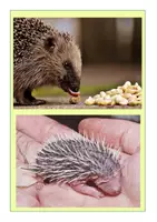 Vorschau - Poster - Tafelmaterial- Igel - Seite 3
