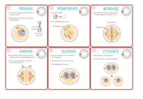 Vorschau - Arbeitsblätter - Zellzyklus und Mitose - Karteikarten - Seite 2
