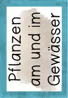 Vorschau - Poster - Pflanzen am und im Gewässer - Bild- und Wortkarten - Seite 1