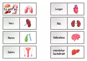 Vorschau - Stationenlernen - Domino "Innere Organe des Menschen" - Seite 1