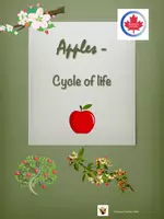 Vorschau - Arbeitsblätter - Englisch Grundschule "Apples: Cycle of life" - Deckblatt