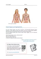 Vorschau - Arbeitsblätter - Innere Organe und ihre Funktionen - Seite 2