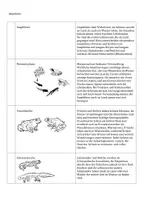 Vorschau - Arbeitsblätter - Amphibien Frosch Lapbook interaktiv - Seite 3