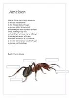 Vorschau - Stundenentwürfe - Alles rund um Ameisen - Texte, Aufgaben und Lösungen - Seite 1