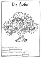 Vorschau - Arbeitsblätter - Herbarium Heimische Bäume - Vorlage für gepresste Blätter - Seite 3