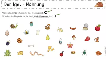 Vorschau - Unterrichtsreihen - Der Igel -Unterrichtseinheit für die 1. Klasse #happyhalloween24 - Seite 1
