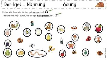Vorschau - Unterrichtsreihen - Der Igel -Unterrichtseinheit für die 1. Klasse #happyhalloween24 - Seite 2