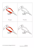 Vorschau - Spiele - Teile eines Vogels-One Tree Montessori - Seite 3