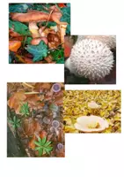 Vorschau - Stundenentwürfe - Herbst-Paket - Deckblatt