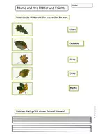 Vorschau - Arbeitsblätter - AB Blatt Frucht Baum Zuordnung - Seite 1
