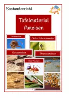Vorschau - Präsentationen/Tafelbilder - Tafelmaterial- Ameisen - Deckblatt