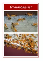 Vorschau - Präsentationen/Tafelbilder - Tafelmaterial- Ameisen - Seite 1