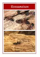 Vorschau - Präsentationen/Tafelbilder - Tafelmaterial- Ameisen - Seite 2