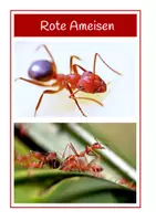 Vorschau - Präsentationen/Tafelbilder - Tafelmaterial- Ameisen - Seite 3