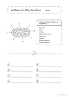 Vorschau - Arbeitsblätter - Unterrichtsmaterial Aufbau Mitochondrien - Seite 1