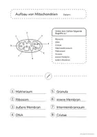 Vorschau - Arbeitsblätter - Unterrichtsmaterial Aufbau Mitochondrien - Seite 2