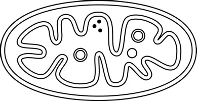 Vorschau - Arbeitsblätter - Unterrichtsmaterial Aufbau Mitochondrien - Seite 3
