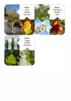 Vorschau - Spiele - Laubbäume und Nadelbäume - Arbeitsblätter und Puzzle - Seite 3