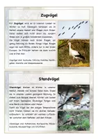 Vorschau - Spiele - Wissenskartei Tiere im Winter + Zuordnungsspiel - Seite 3