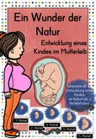 Vorschau - Arbeitsblätter - Ein Wunder der Natur - Entwicklung eines Kindes im Mutterleib - Deckblatt