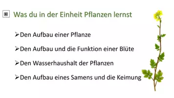 Vorschau - Unterrichtsreihen - Pflanzen - Seite 2